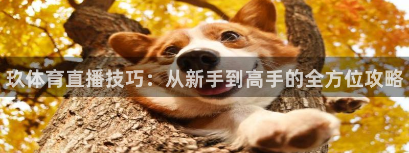 彩票开奖查询,