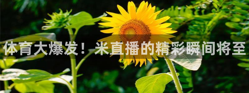 足彩开奖查询
